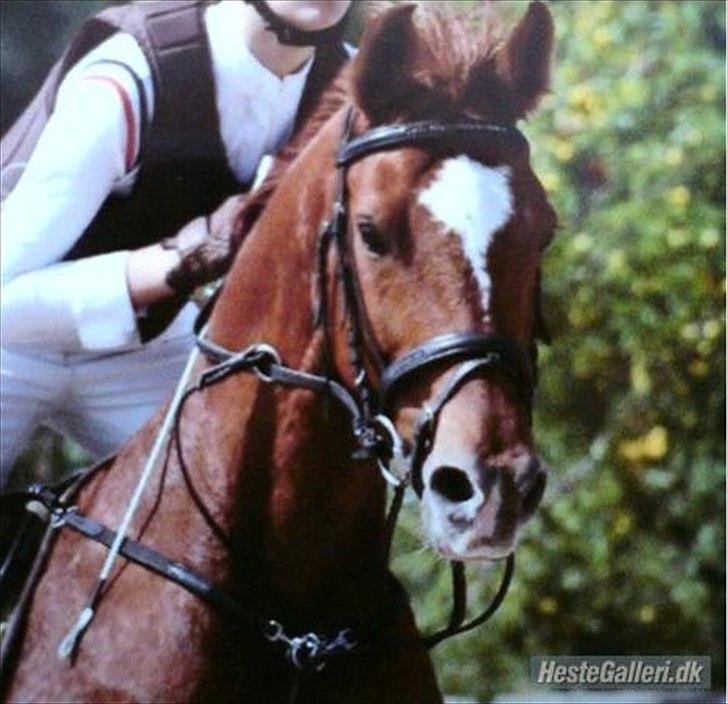 Arabisk fuldblod (OX) SR. Melekov - Solgt billede 14