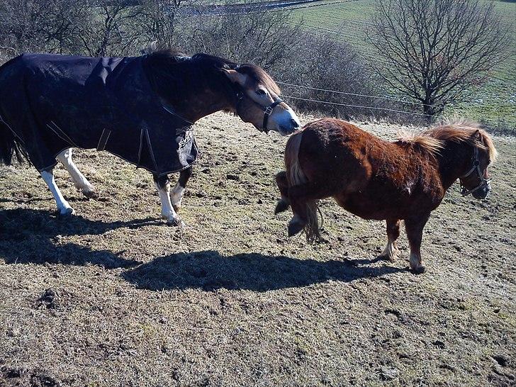 Shetlænder Balder billede 9