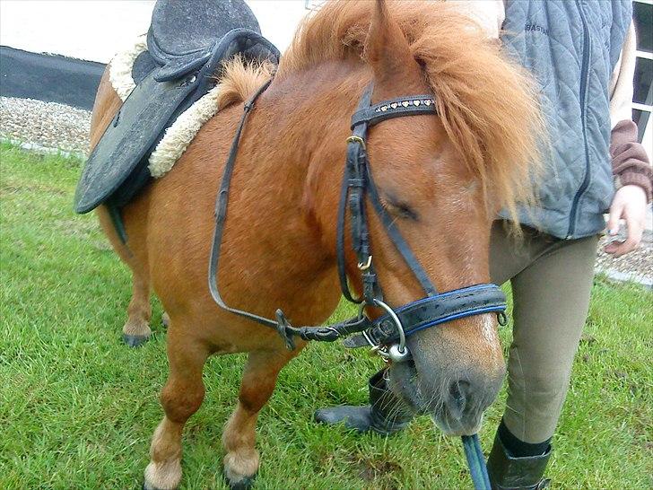 Shetlænder Balder billede 10