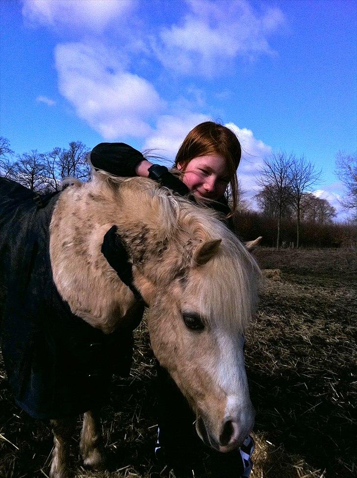 Welsh Mountain (sec A) Walter/Minells Ducell - Caroline+Walter=<3 jA ELSKER DET BILLEDE SÅ GODT!<3 billede 9