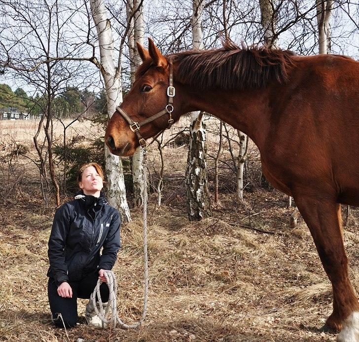 Dansk Varmblod Lauritz  billede 16
