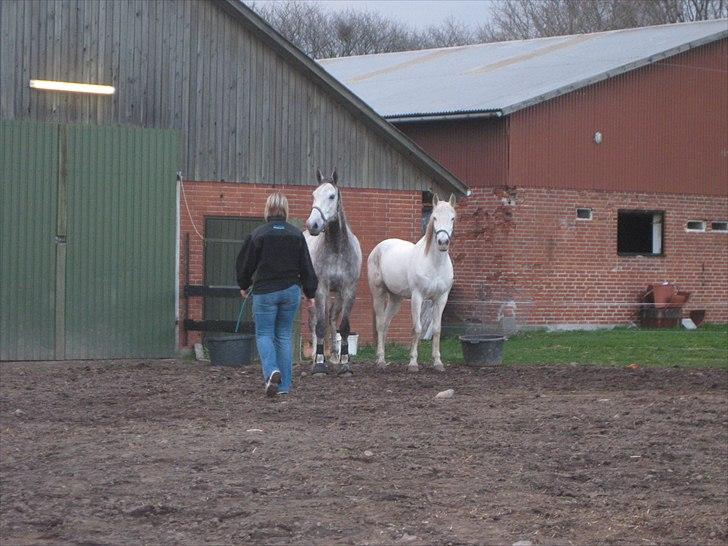 Polsk Varmblod Irys - skønt at ride lidt mere seriøst igen,  billede 6