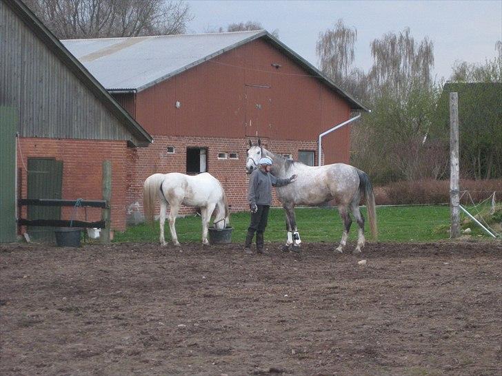 Polsk Varmblod Irys - små bukker når han skal i galup i; billede 7