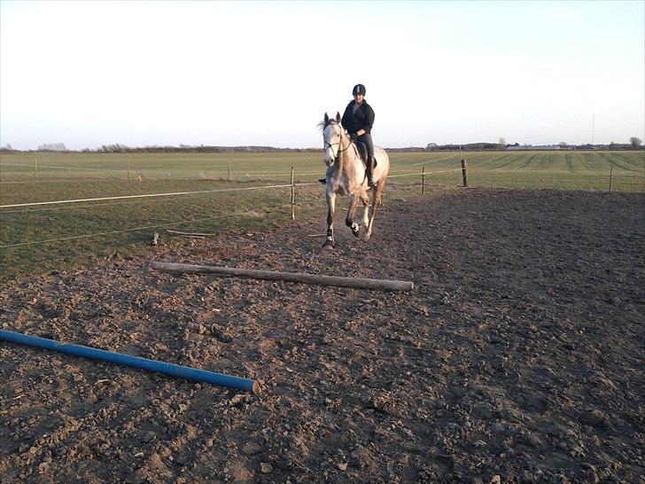 Polsk Varmblod Irys - nu skulle der altså rides lidt mere end normalt i; billede 8