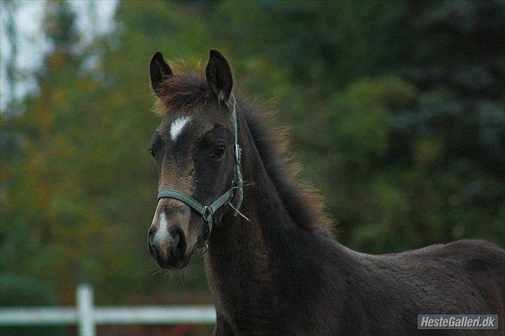 Anden særlig race Magnolias Chavilina billede 1
