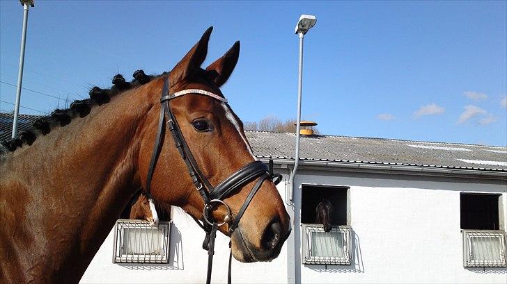 Dansk Varmblod Marielunds Legal Crime - smukke tøs <3  billede 7