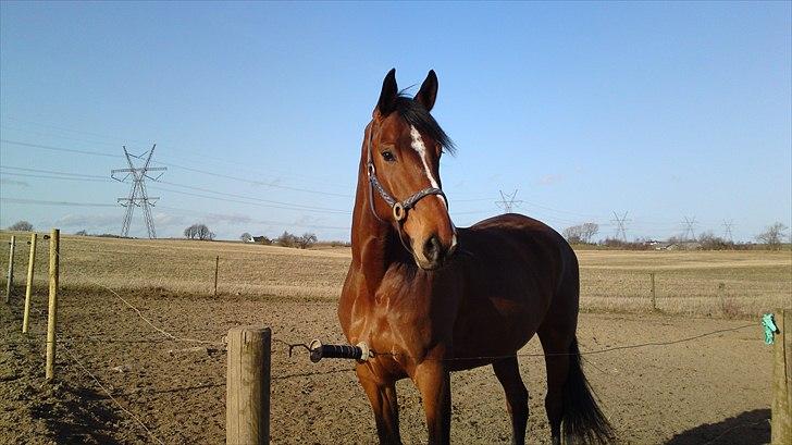 Dansk Varmblod Marielunds Legal Crime - helt utroligt så smuk du er <3  billede 1