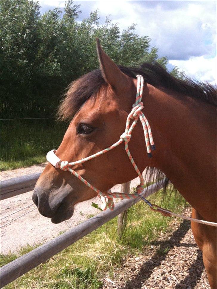 Anden særlig race Rose<3 billede 1