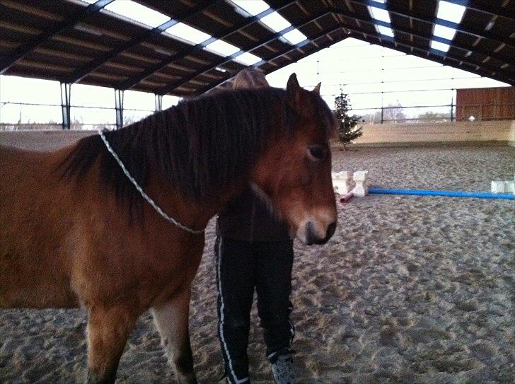 Anden særlig race Rose<3 billede 4