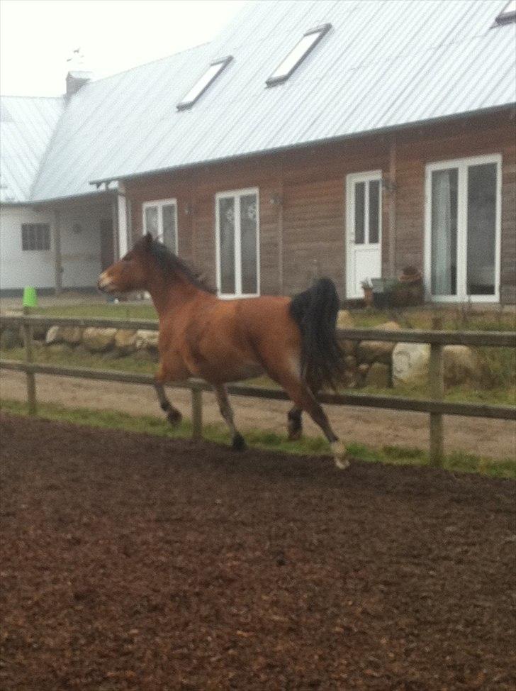 Anden særlig race Rose<3 billede 7