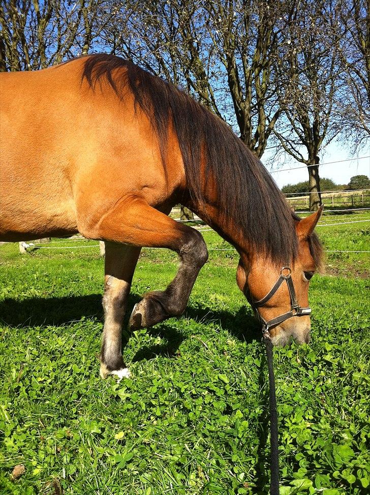 Anden særlig race Rose<3 billede 8