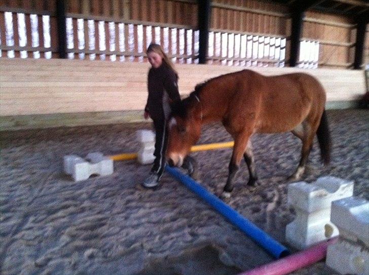 Anden særlig race Rose<3 billede 9