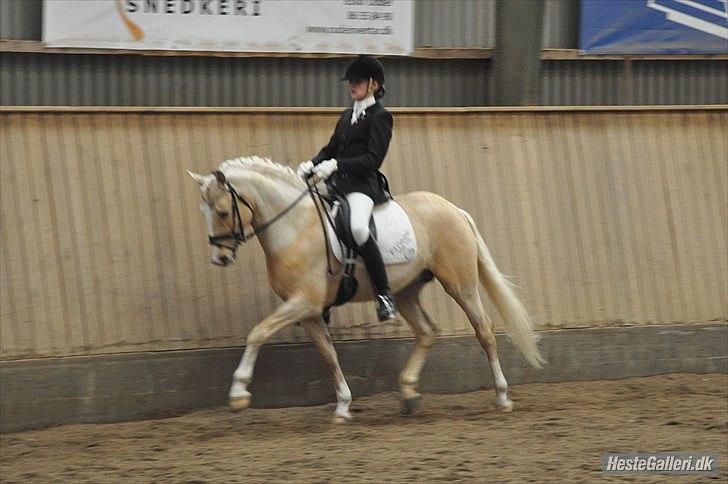 Tysk Sportspony FS Concorde SPH 179 R.I.P <3 billede 13