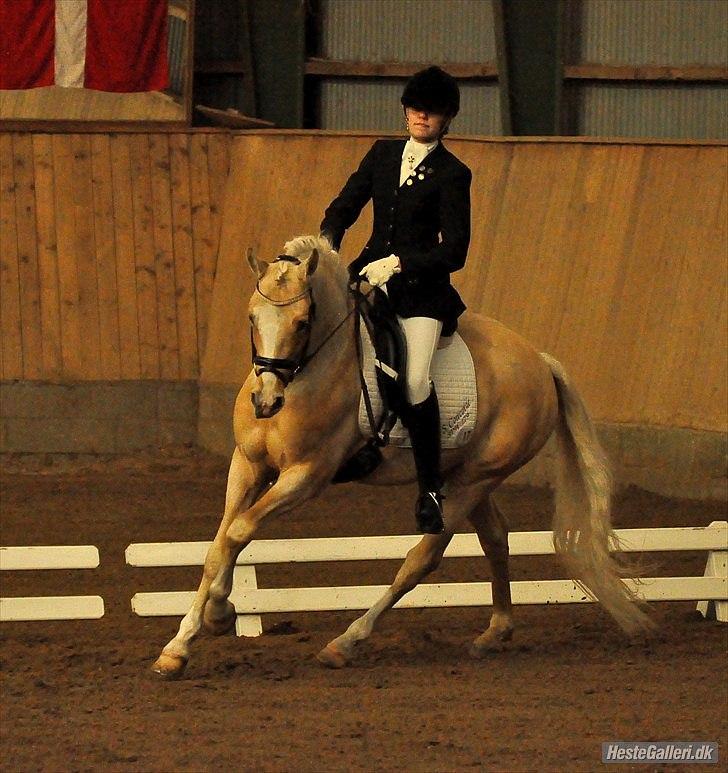 Tysk Sportspony FS Concorde SPH 179 R.I.P <3 billede 14