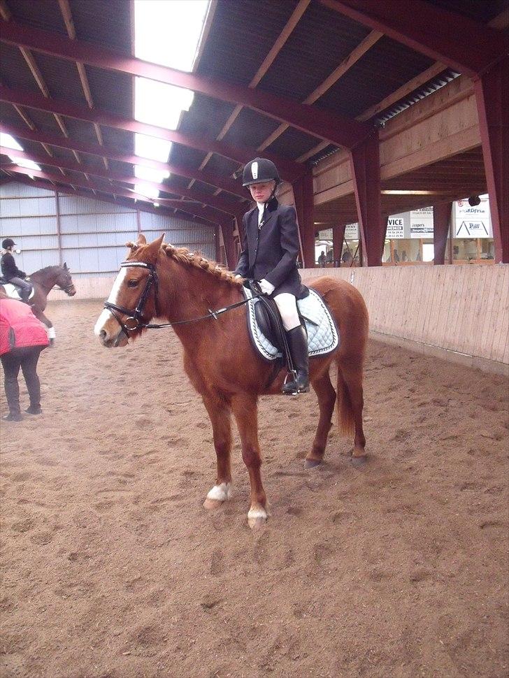 Anden særlig race Bella - 1. gang til LD travprogram, jan 11 billede 13