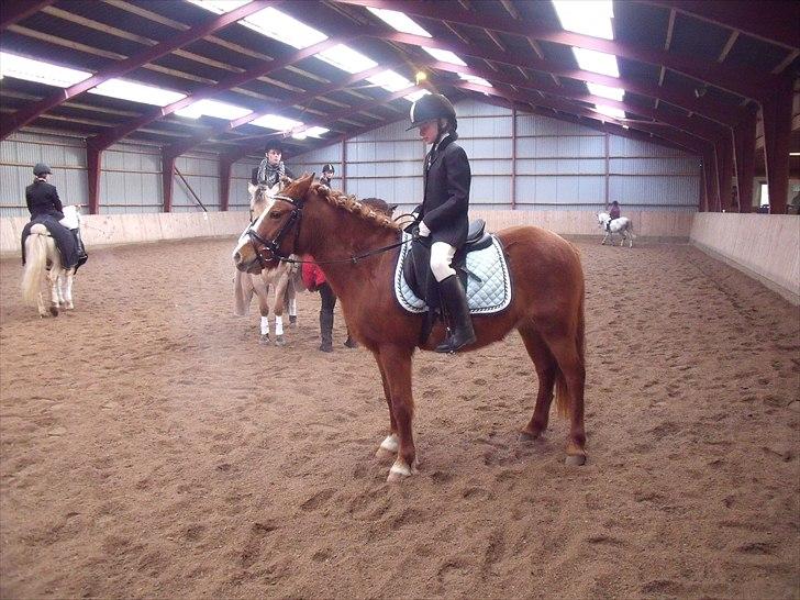 Anden særlig race Bella - 1. LD travprogram billede 14