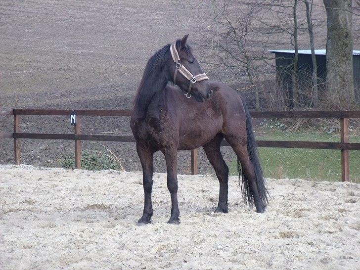 Anden særlig race Bacardi - Bacardi, næsten 3 år, marts 2011 billede 18
