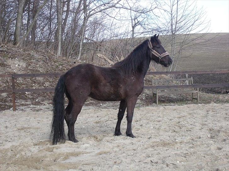 Anden særlig race Bacardi billede 19