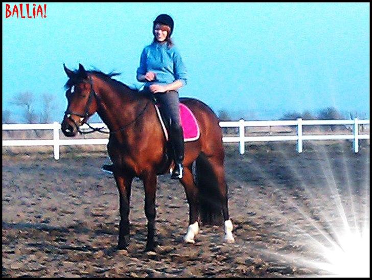 Dansk Varmblod Ballia-Light - BALLIA!  :D billede 9