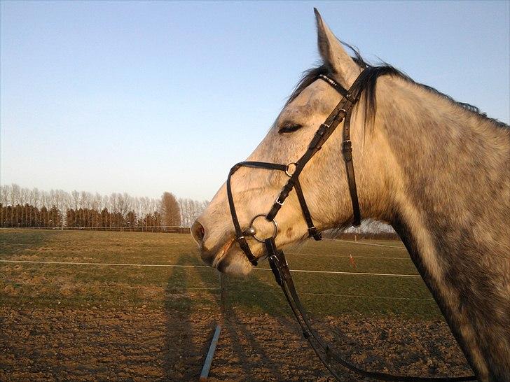 Polsk Varmblod Irys billede 9