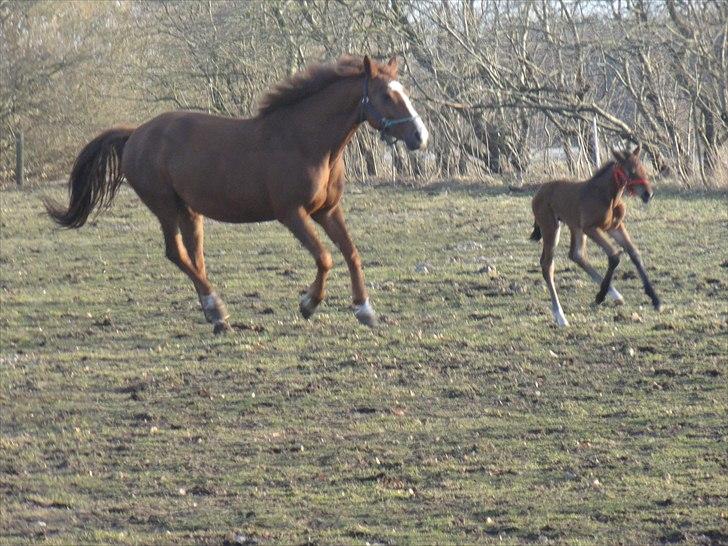 Oldenborg Stald Amour´s Jacuzzi - 3 dage gl billede 11