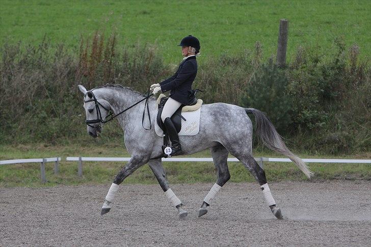 Trakehner Hilfiger - Hilfiger med tidligere rytter billede 9