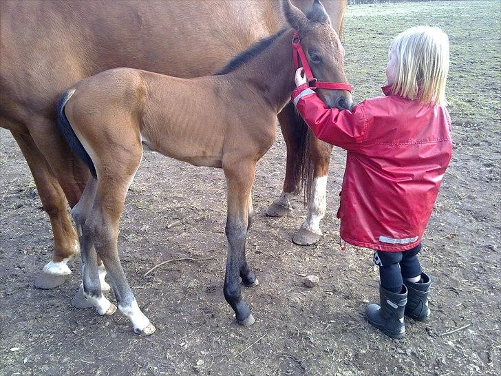 Oldenborg Stald Amour´s Jacuzzi - mon du også har mælk billede 12