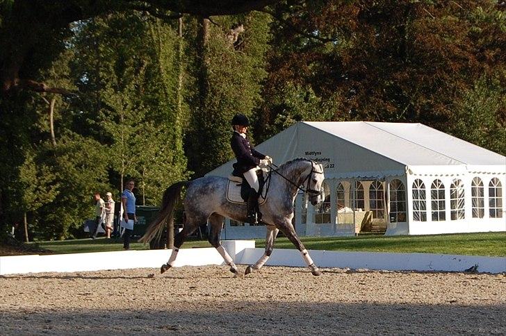 Trakehner Hilfiger - Hilfiger på Broholm med tidligere rytter billede 10