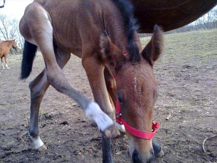 Oldenborg Stald Amour´s Jacuzzi - uhh det klør billede 13