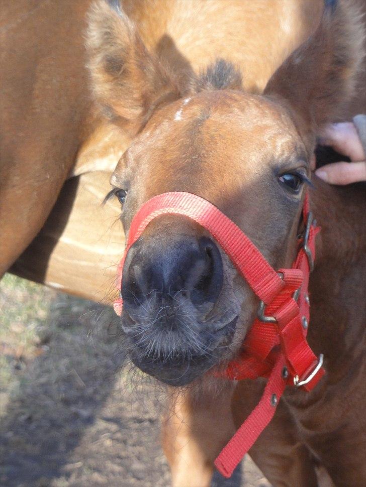 Oldenborg Stald Amour´s Jacuzzi - Uhhh det klør lii der billede 14