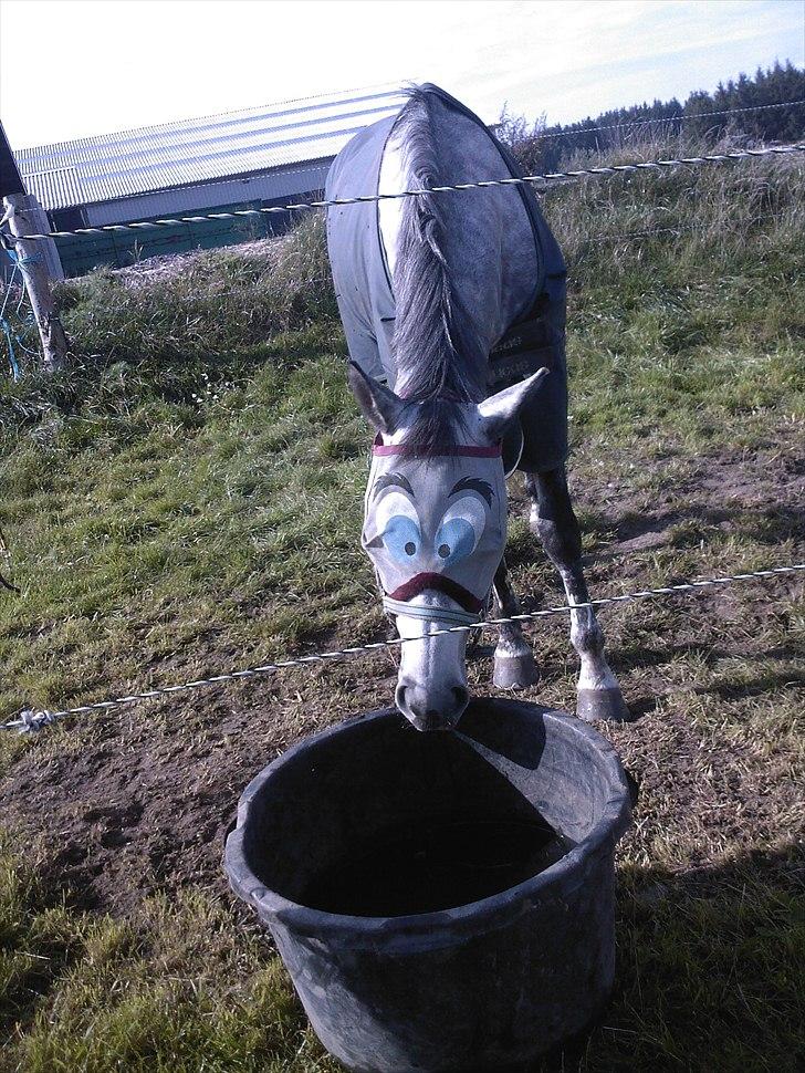 Trakehner Hilfiger - Med fluenet:) billede 7