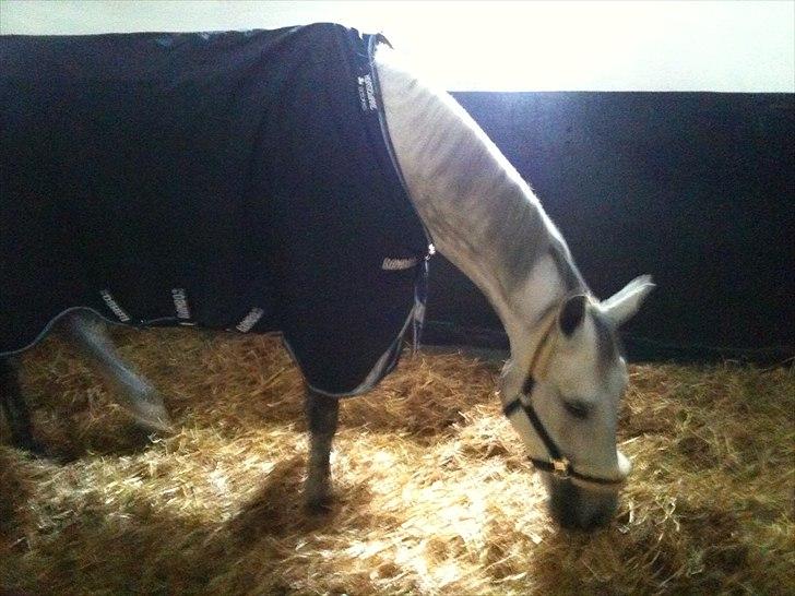 Trakehner Hilfiger - Slapper af i sin boks billede 11