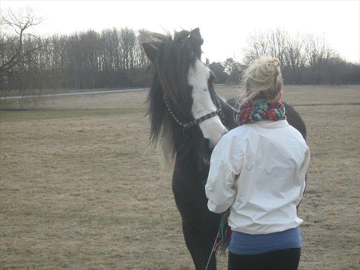 Irish Cob Ådalens Pocahontas billede 8