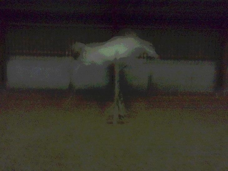 Arabisk fuldblod (OX) *solgt* extream Lady billede 20