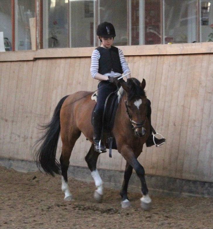 New Forest MMT Marron - SEE!!! Hjerte i hans pande:D Taget af Madeleine V. Frandsen billede 4