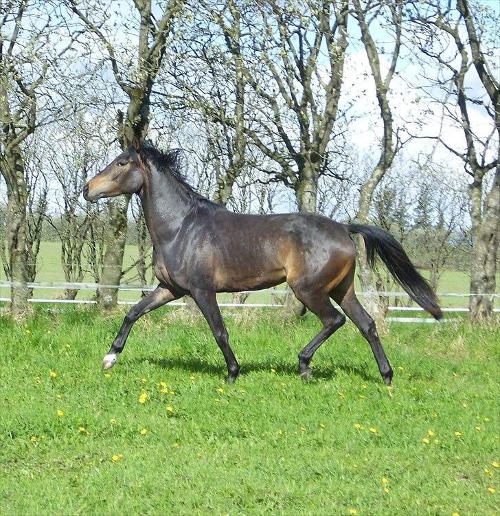 Dansk Varmblod Miss Dior billede 15