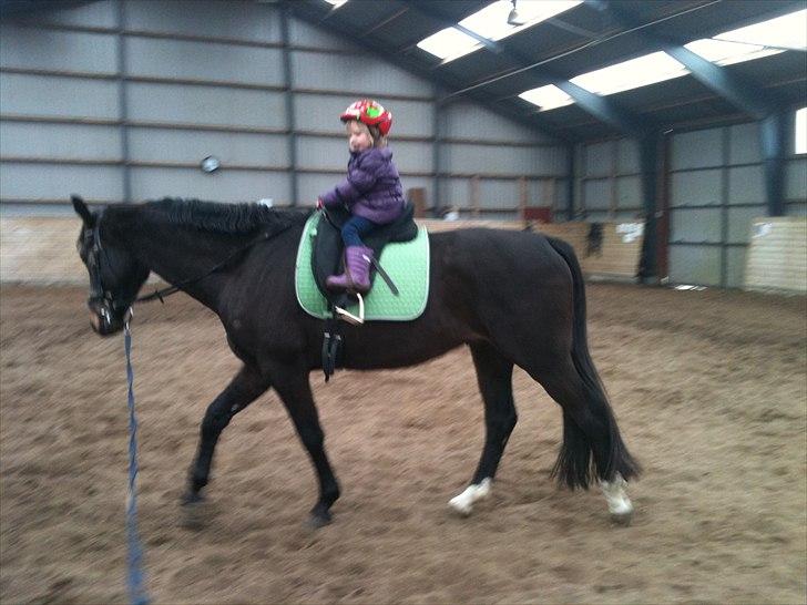 Anden særlig race Shanghai billede 1