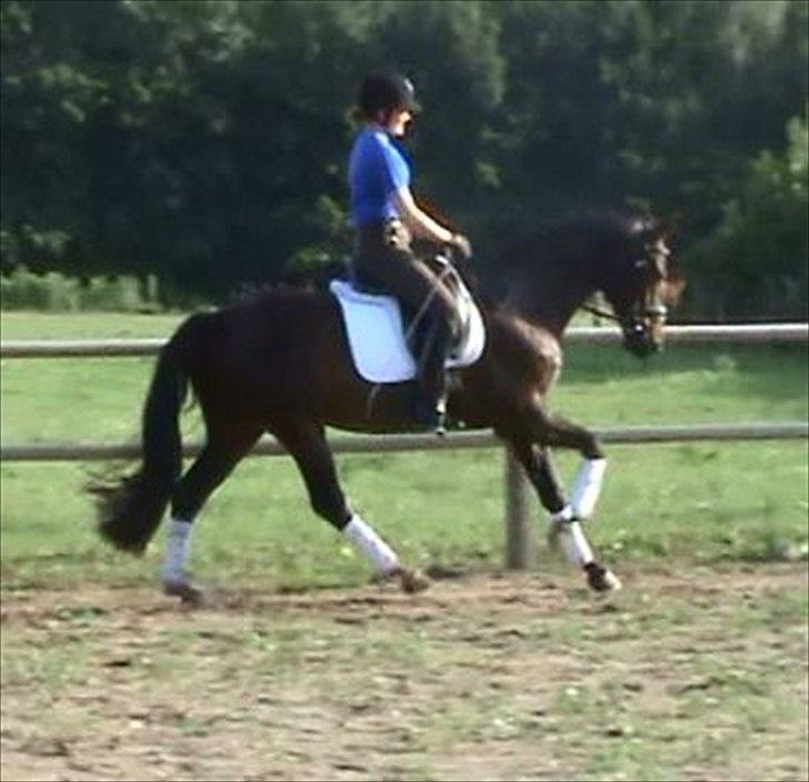 Anden særlig race Shanghai billede 2