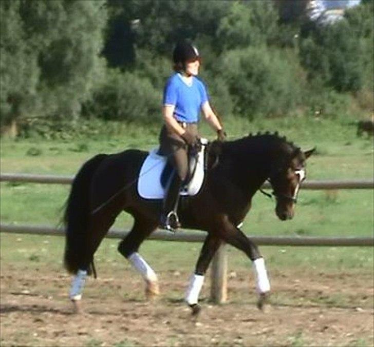 Anden særlig race Shanghai billede 3