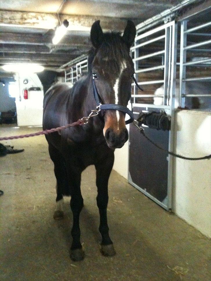 Anden særlig race Shanghai billede 4