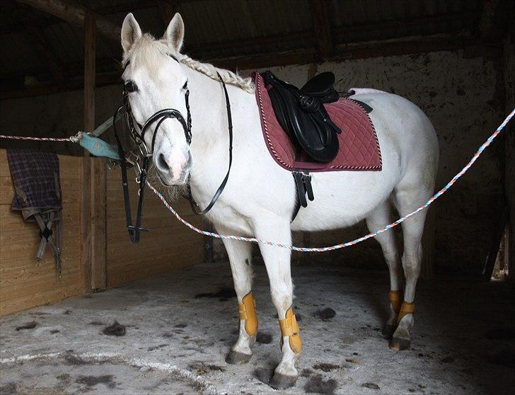 Tysk Sportspony Tasja - Klar til ridetur :) billede 13