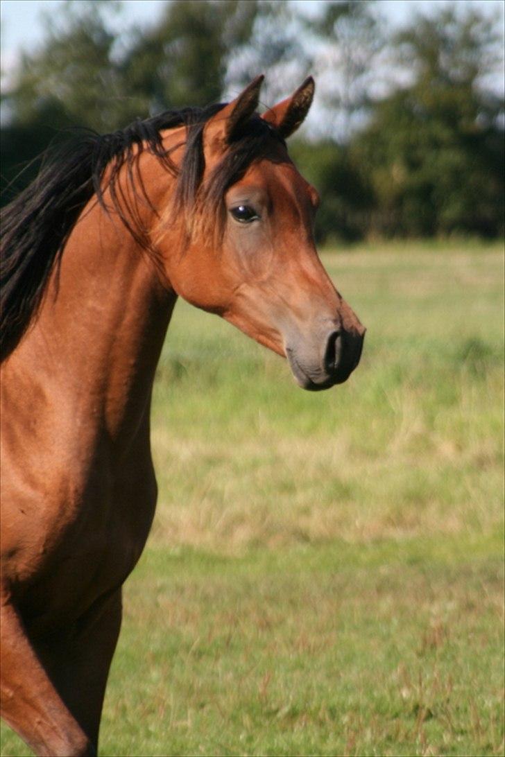 Arabisk fuldblod (OX) Rijana billede 18