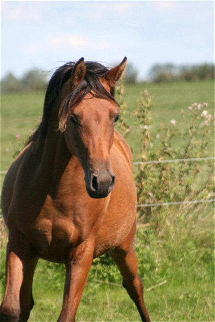 Arabisk fuldblod (OX) Rijana billede 19