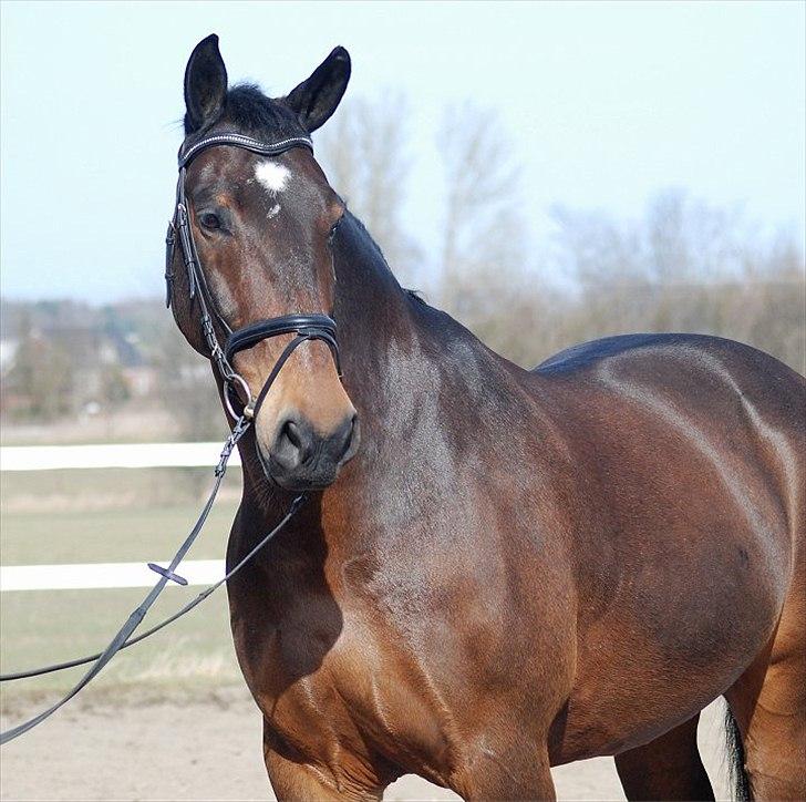 Oldenborg Gerner Kornum - foto.: Jani Pedersen billede 7