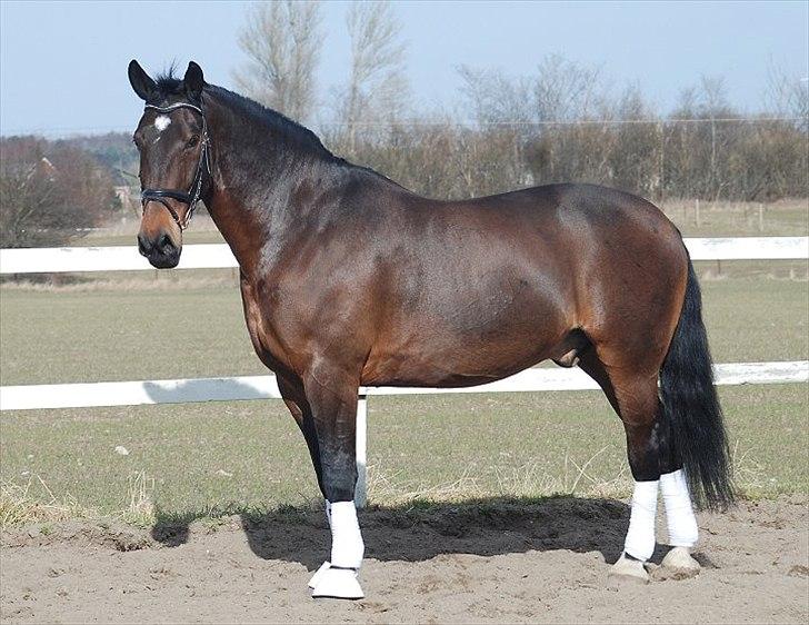 Oldenborg Gerner Kornum - foto.: Jani Pedersen billede 11