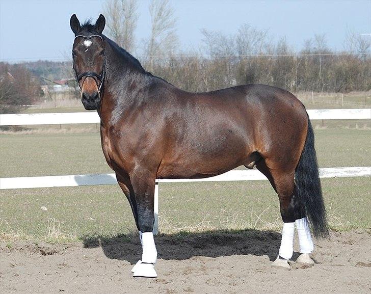 Oldenborg Gerner Kornum - foto.: Jani Pedersen billede 13