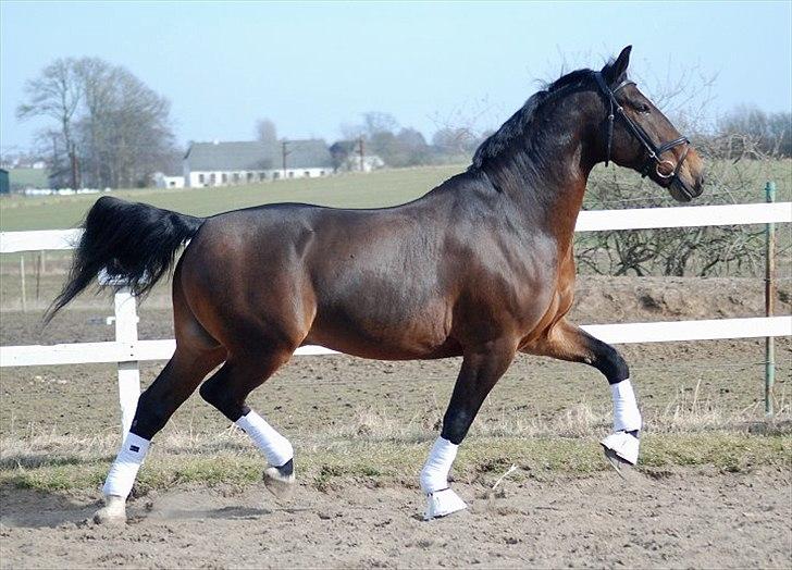 Oldenborg Gerner Kornum - foto.: Jani Pedersen billede 15