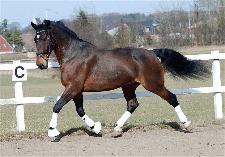 Oldenborg Gerner Kornum - foto.: Jani Pedersen billede 17
