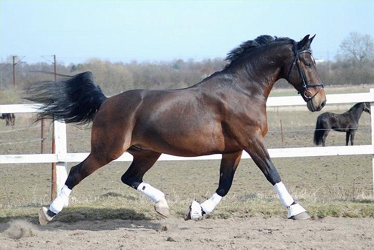 Oldenborg Gerner Kornum - foto.: Jani Pedersen billede 19