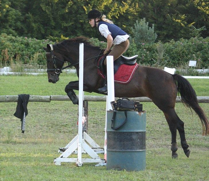 Anden særlig race Tyra - Tyra springer oxer! :D - Foto: Nanna Johnsen el. Semine Andersen billede 18